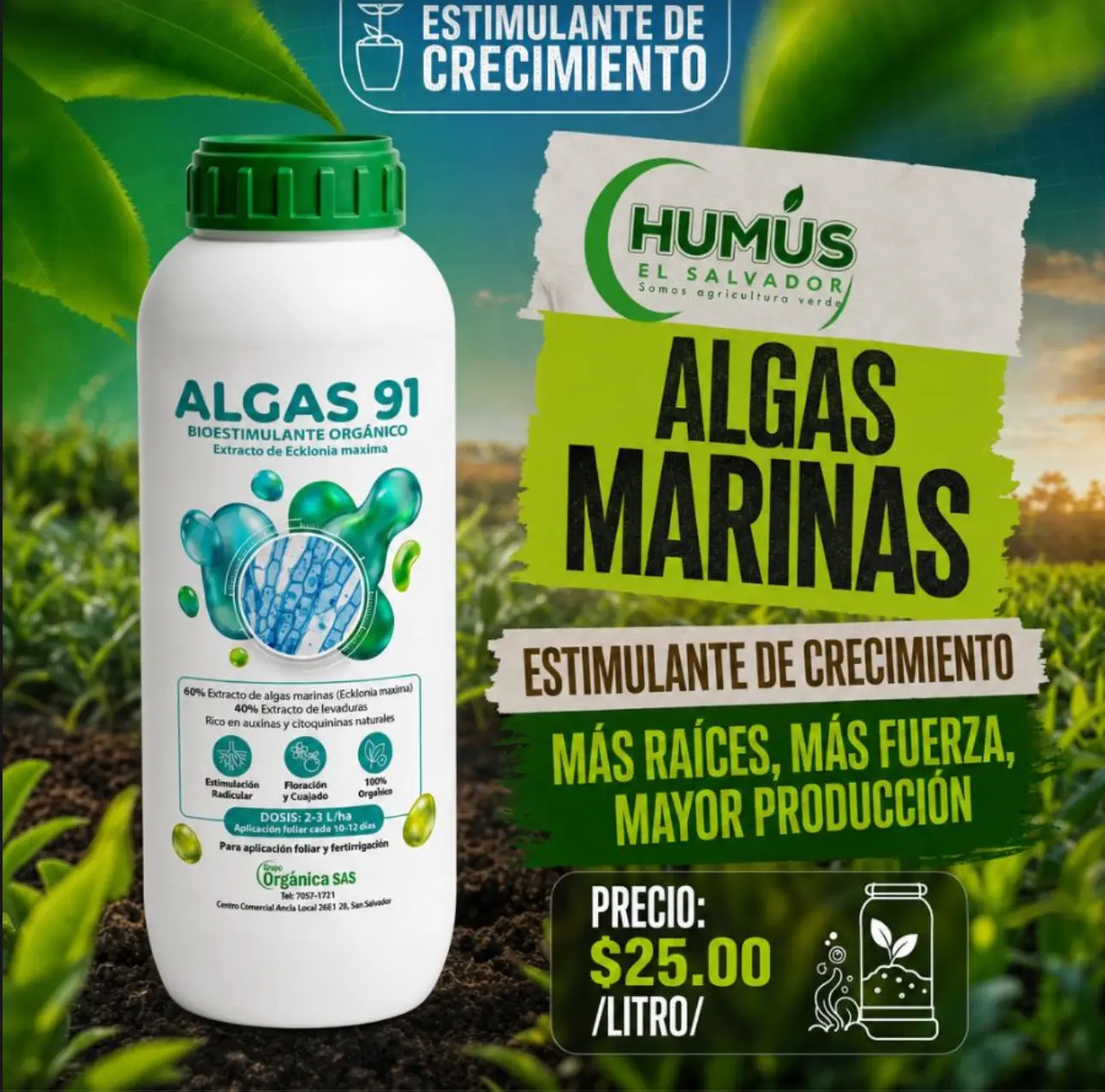 Algas 91